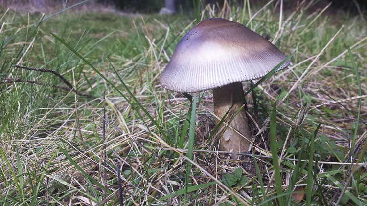 funghi_194.jpg