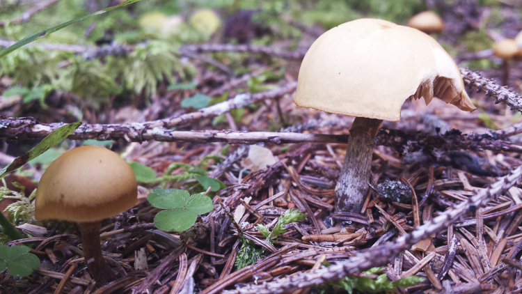 funghi_195.jpg