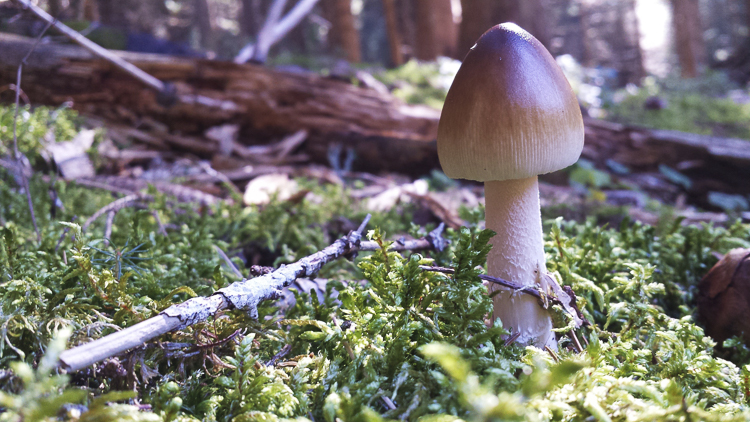 funghi_196.jpg