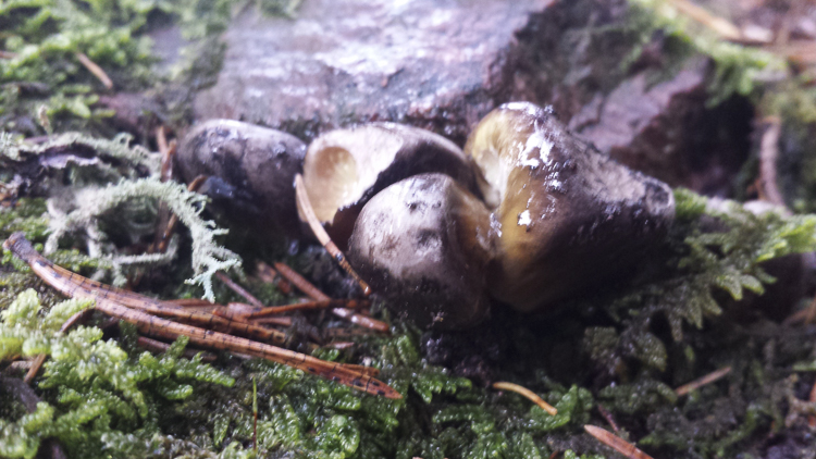 funghi_197.jpg