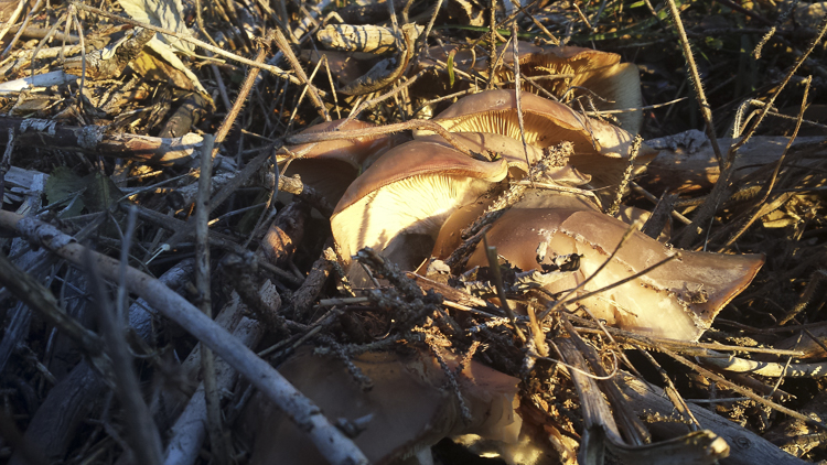 funghi_199.jpg