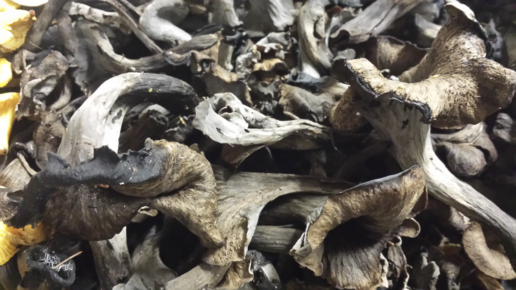 funghi_200.jpg
