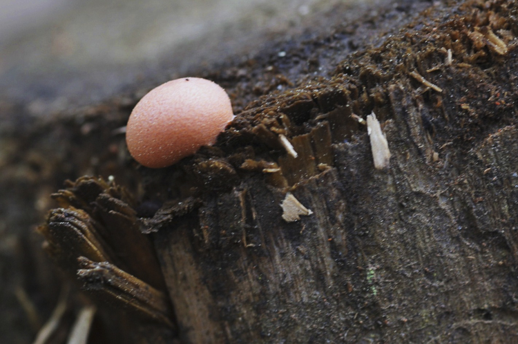 funghi_201.jpg