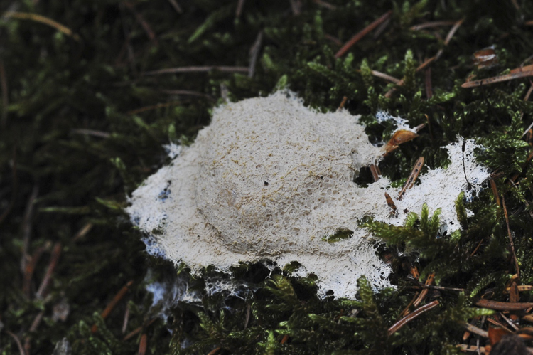 funghi_203.jpg