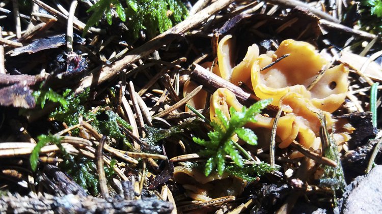 funghi_204.jpg