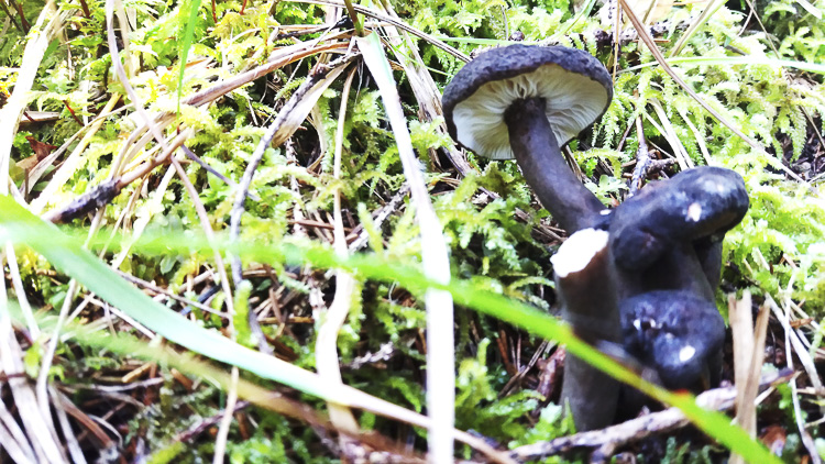 funghi_205.jpg