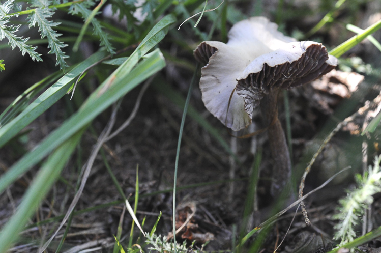 funghi_206.jpg