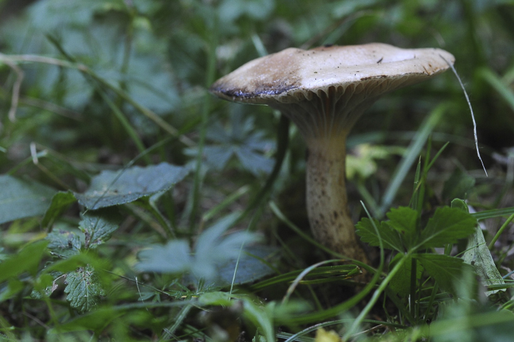 funghi_207.jpg