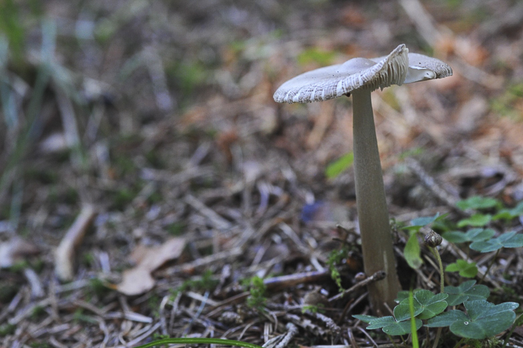 funghi_208.jpg