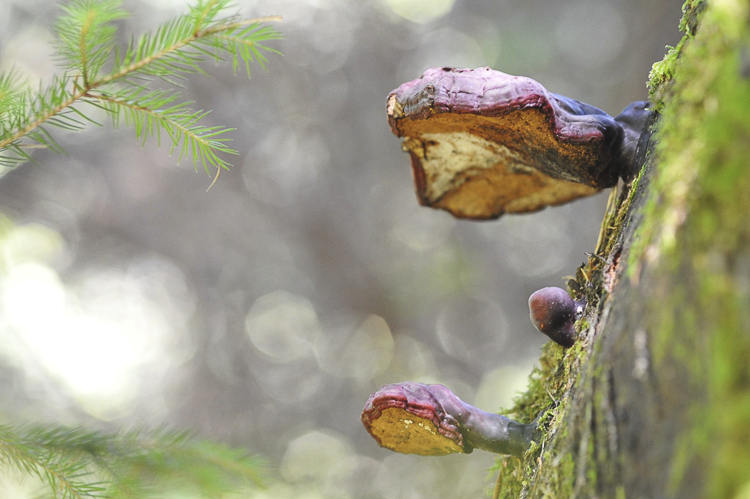 funghi_209.jpg