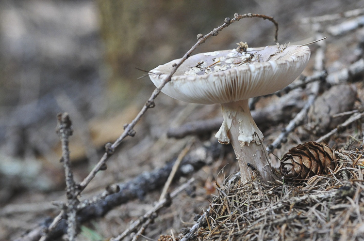 funghi_212.jpg