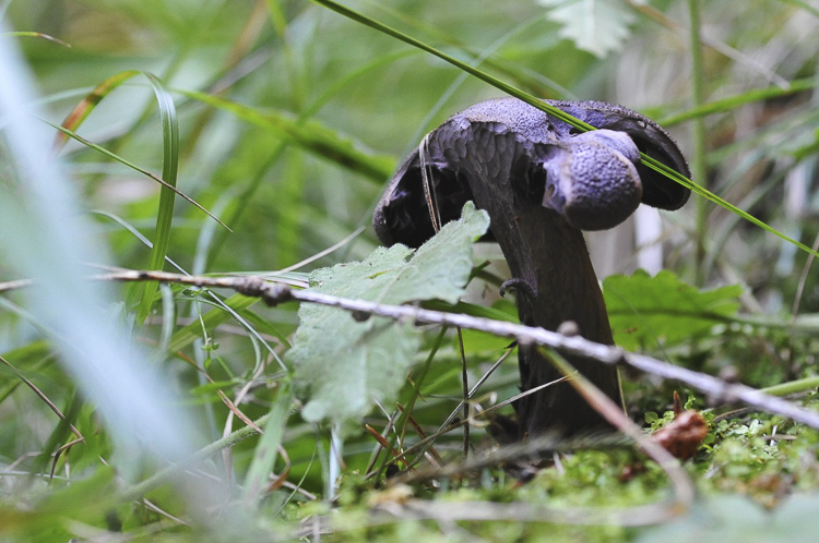 funghi_213.jpg