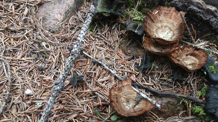 funghi_214.jpg