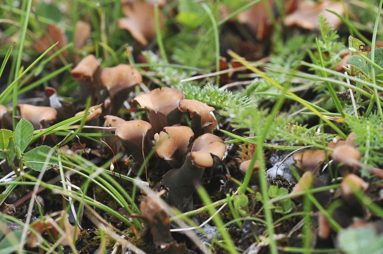 funghi_215.jpg