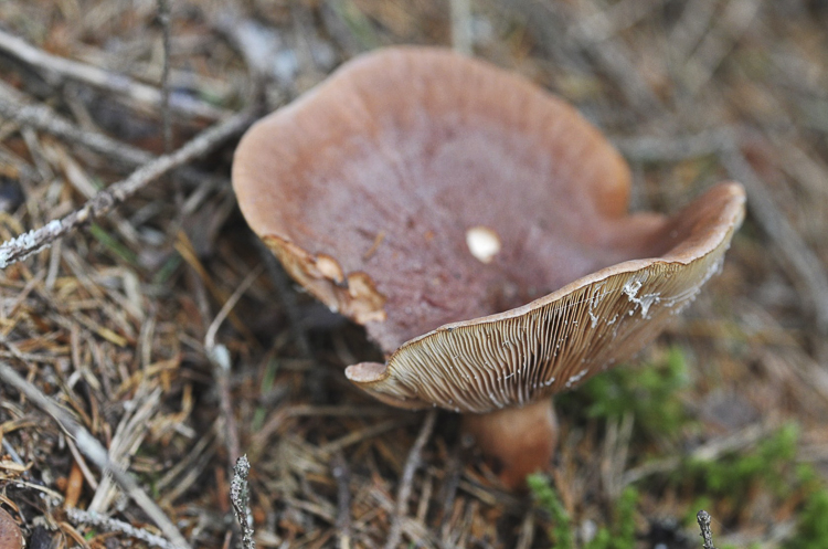 funghi_216.jpg