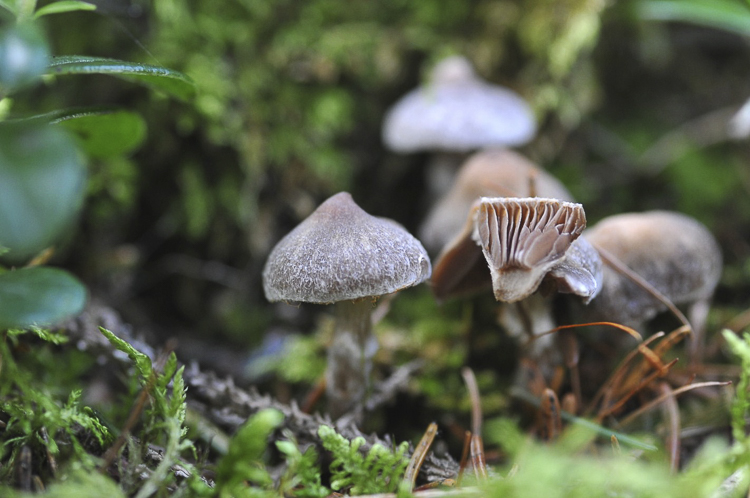 funghi_217.jpg