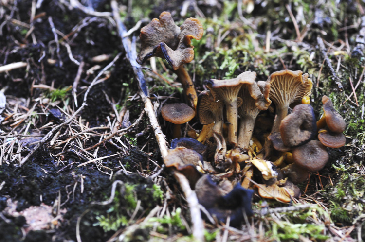 funghi_219.jpg