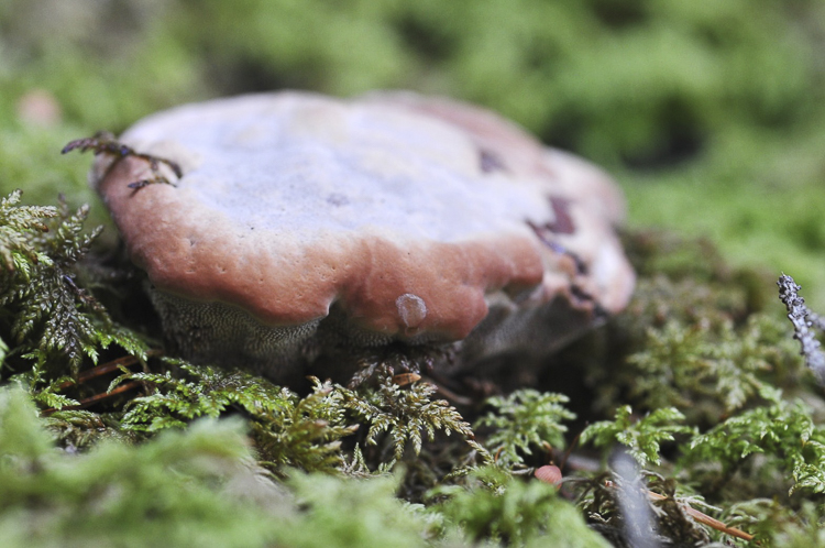 funghi_220.jpg