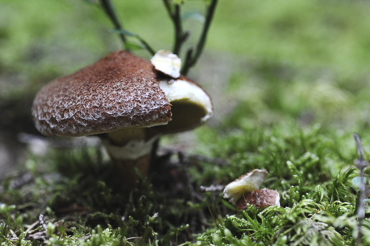 funghi_221.jpg