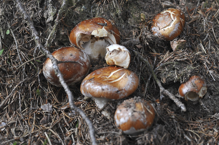 funghi_223.jpg