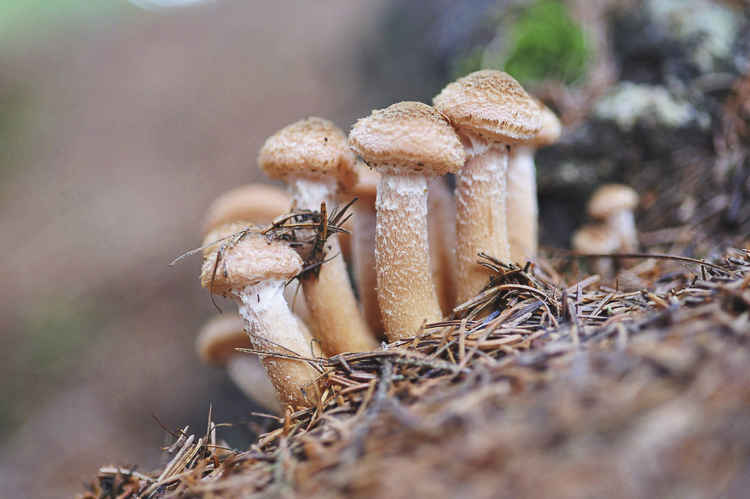 funghi_227.jpg