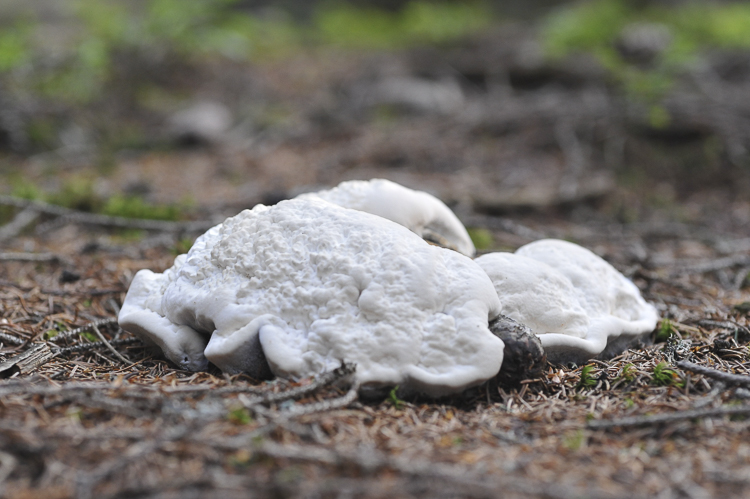 funghi_228.jpg