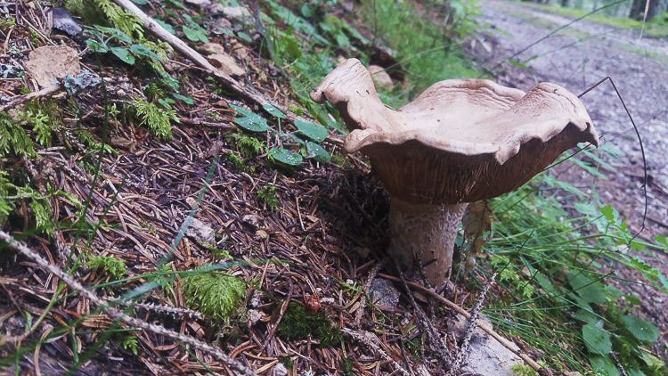 funghi_230.jpg