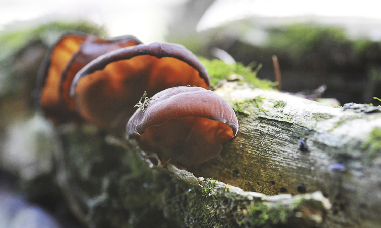 funghi_233.jpg