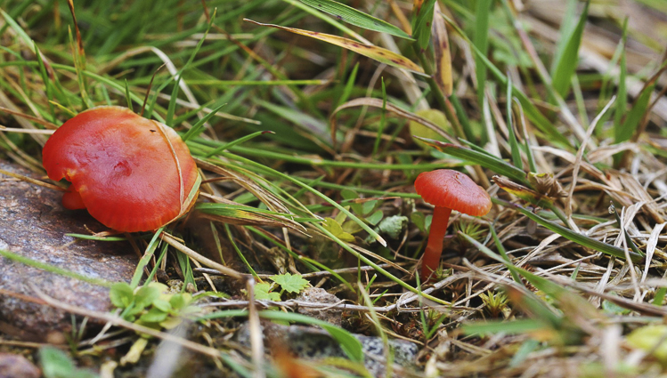 funghi_234.jpg