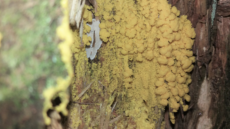 funghi_251.jpg