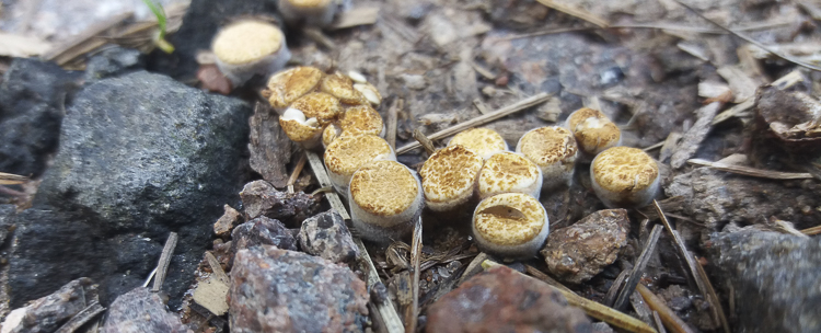 funghi_252.jpg