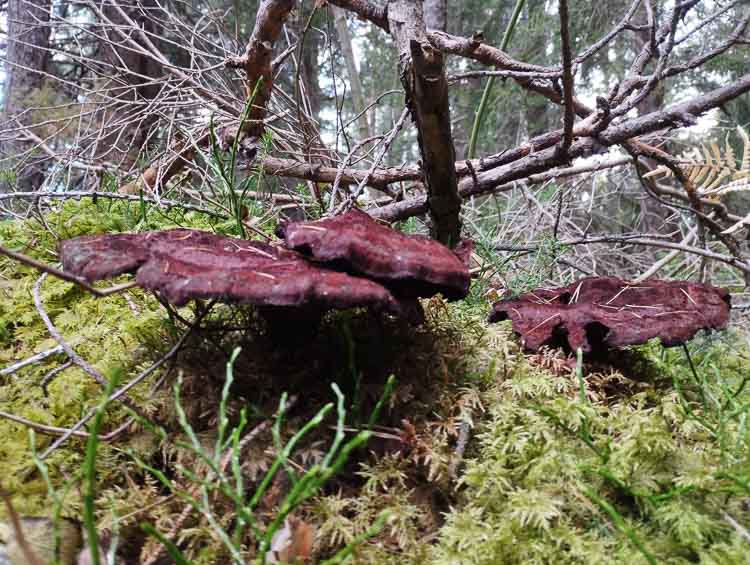 funghi_255.jpg