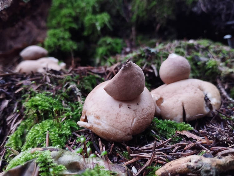 funghi_256.jpg