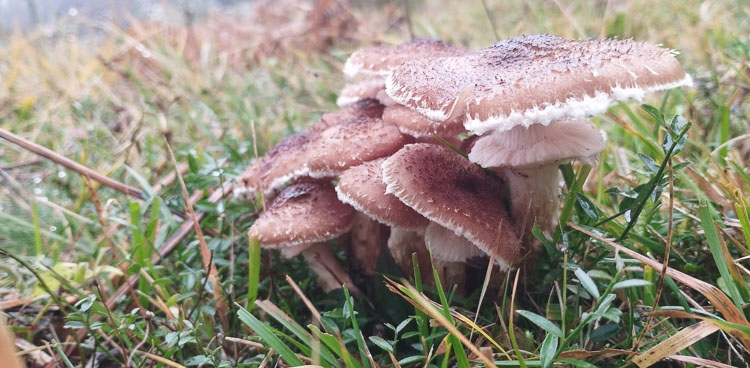 funghi_257.jpg