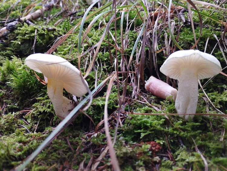 funghi_258.jpg