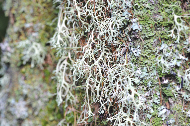 licheni_e_altro_068.jpg