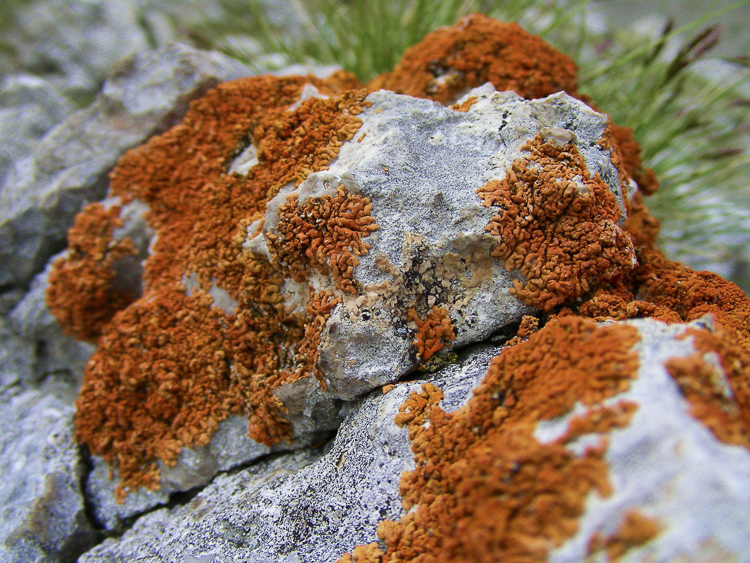 licheni_e_altro_072.jpg