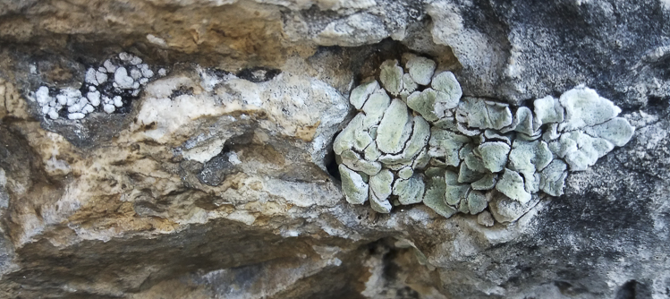licheni_e_altro_105.jpg