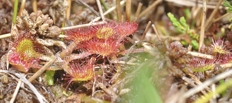 piante_carnivore_071.jpg