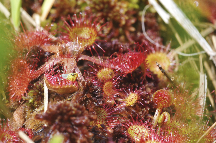 piante_carnivore_072.jpg