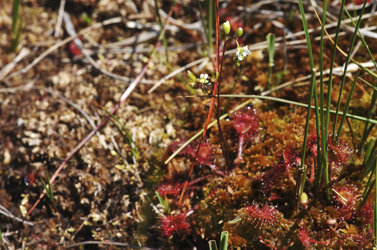 piante_carnivore_074.jpg