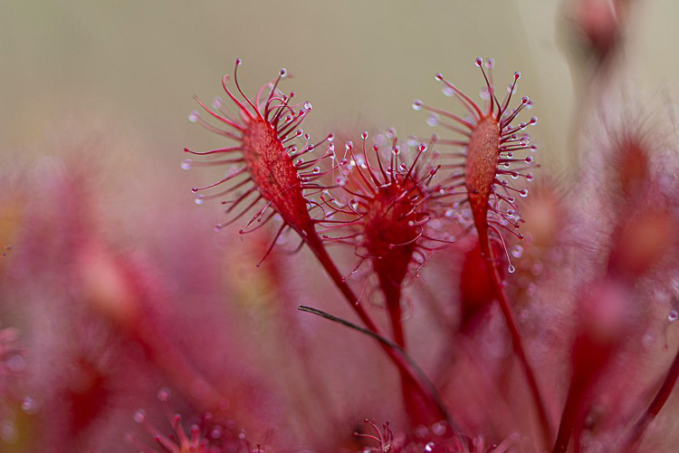 piante_carnivore_077.jpg