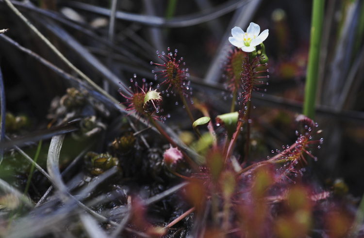 piante_carnivore_079.jpg