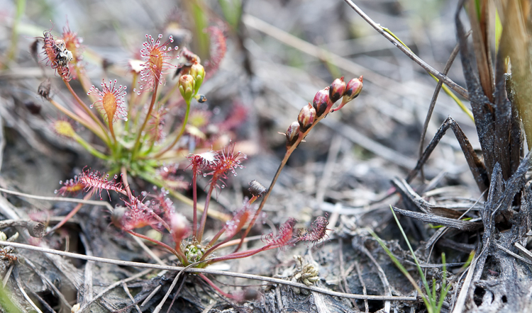 piante_carnivore_082.jpg