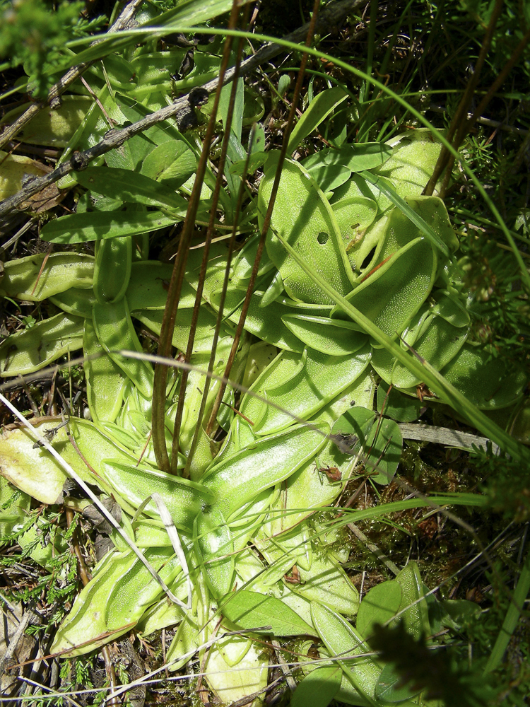 piante_carnivore_085.jpg