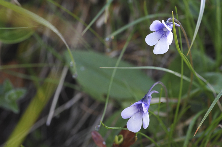 piante_carnivore_090.jpg