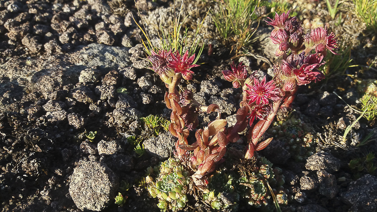 piante_succulente_091.jpg