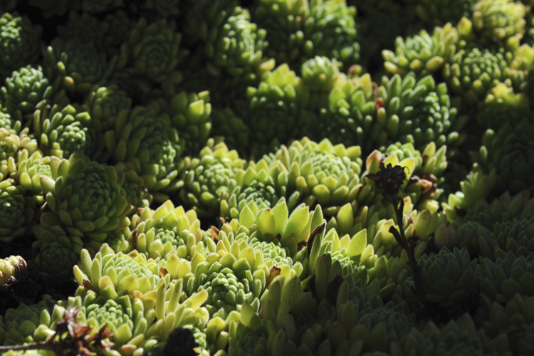 piante_succulente_100.jpg