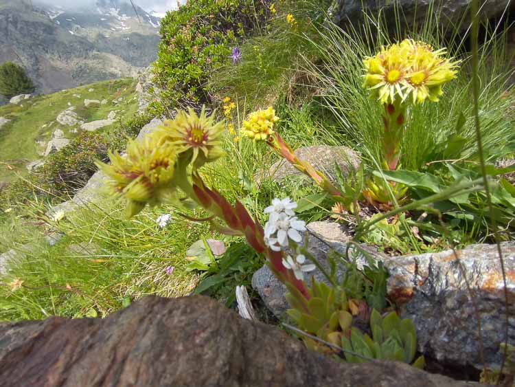 piante_succulente_100b.jpg