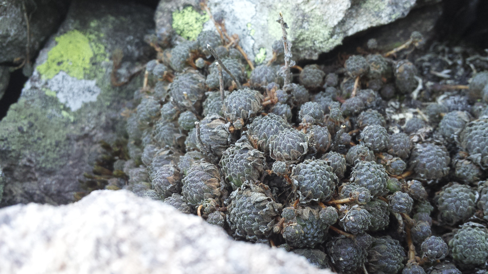 piante_succulente_101.jpg